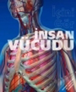 İnsan Vücudu / İçini Gör