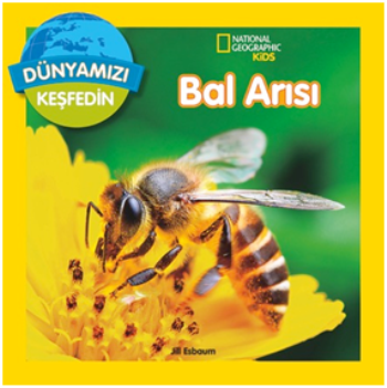 Bal Arısı